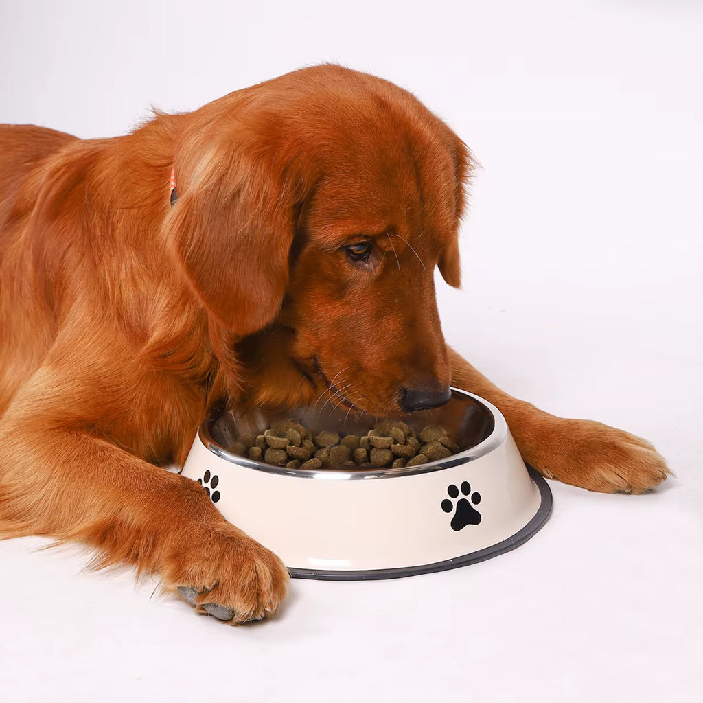 Golden Retriever eating kibble from a white stainless steel dog bowl