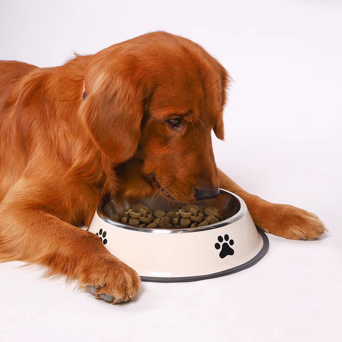 Golden Retriever eating kibble from a white stainless steel dog bowl