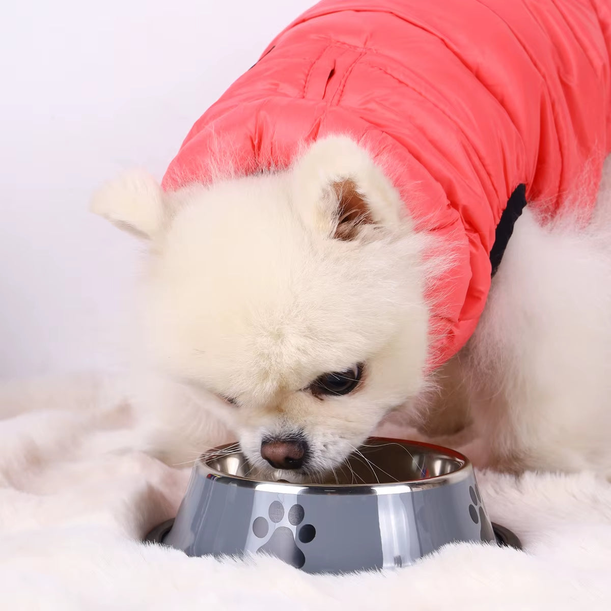Fluffy white dog in a pink jacket eating from a grey stainless steel bowl