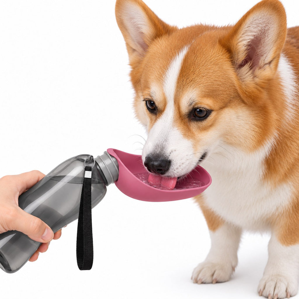 Corgi drinking from the pink Dogswite portable water bottle