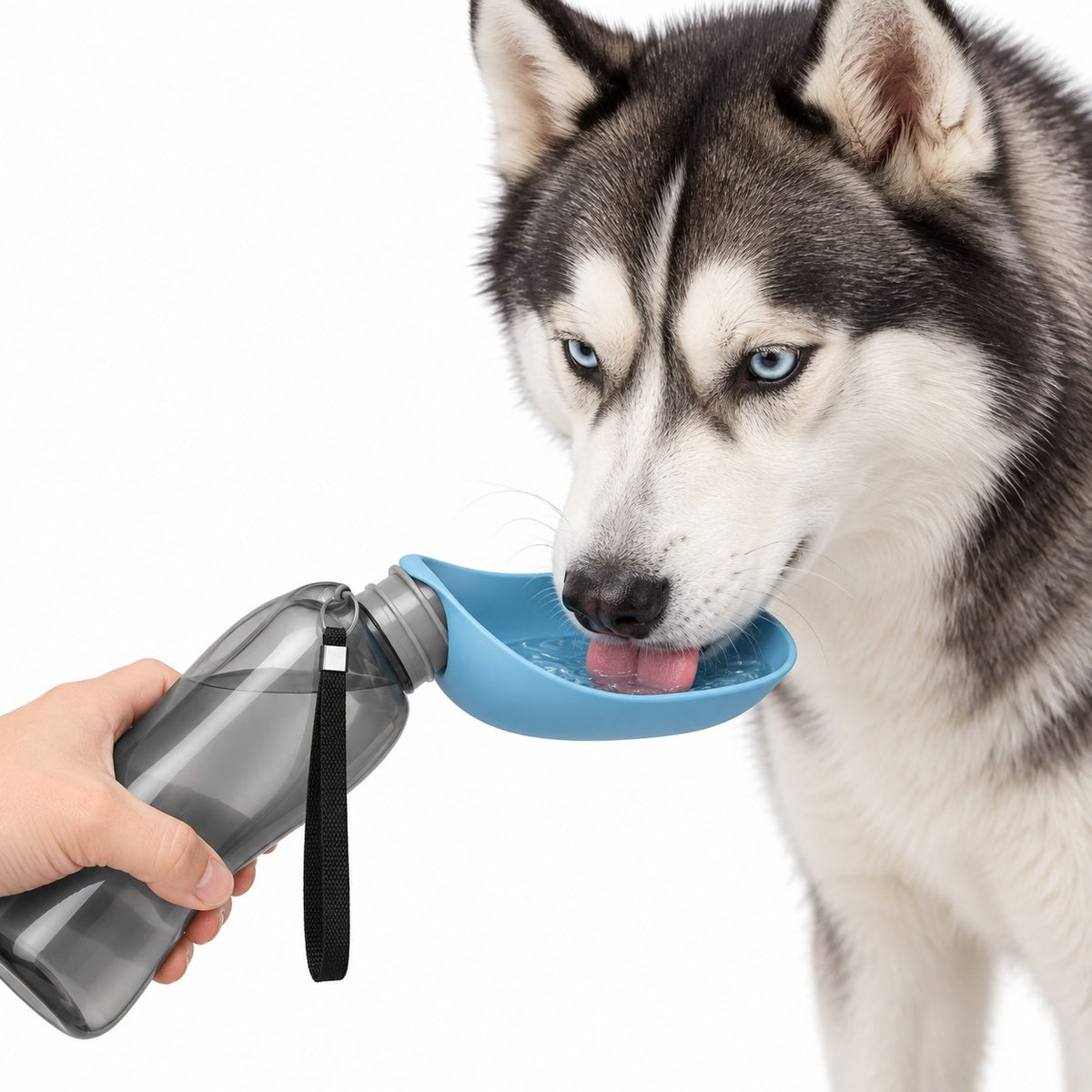 Husky drinking from the blue Dogswite portable water bottle