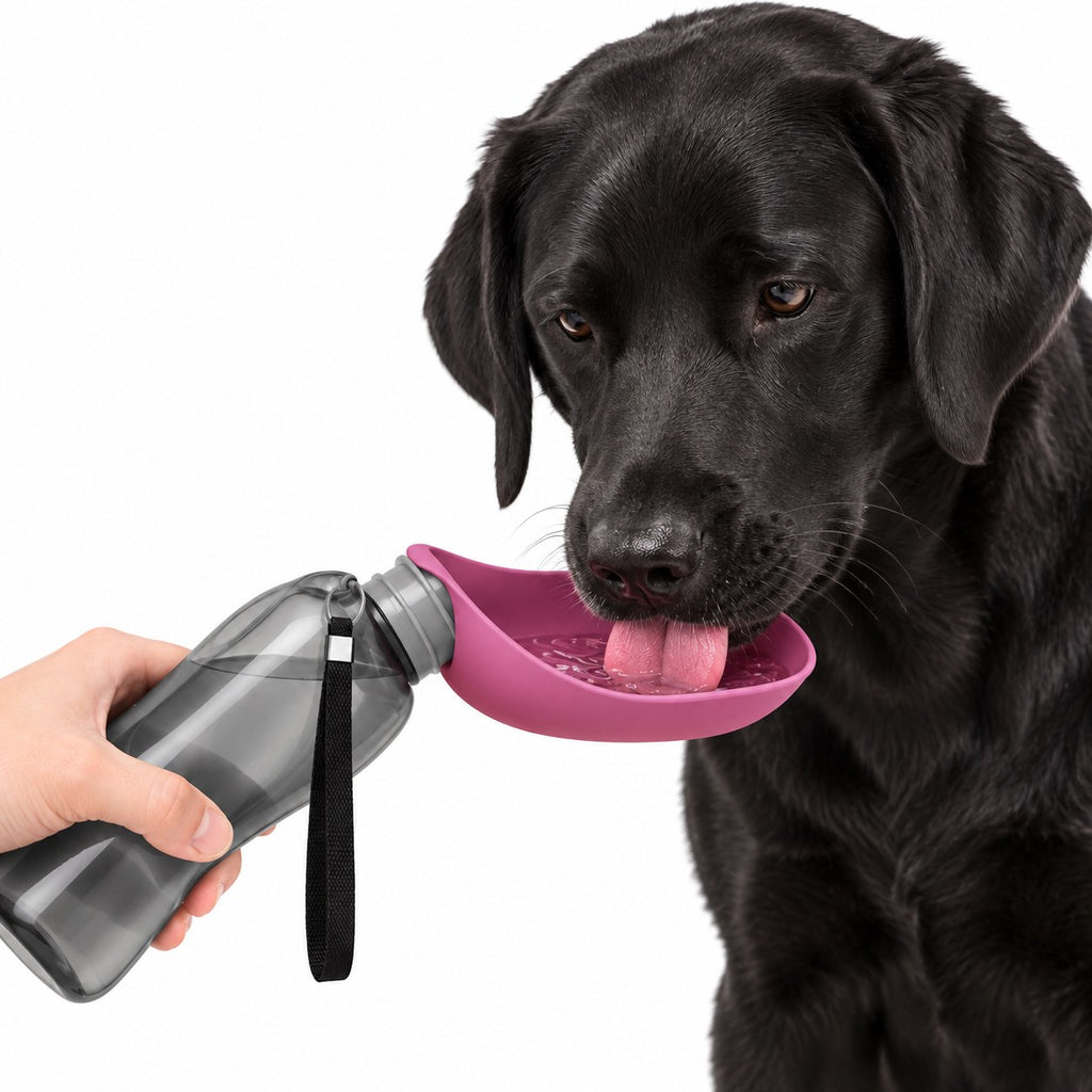 Black Labrador drinking from the pink Dogswite portable water bottle