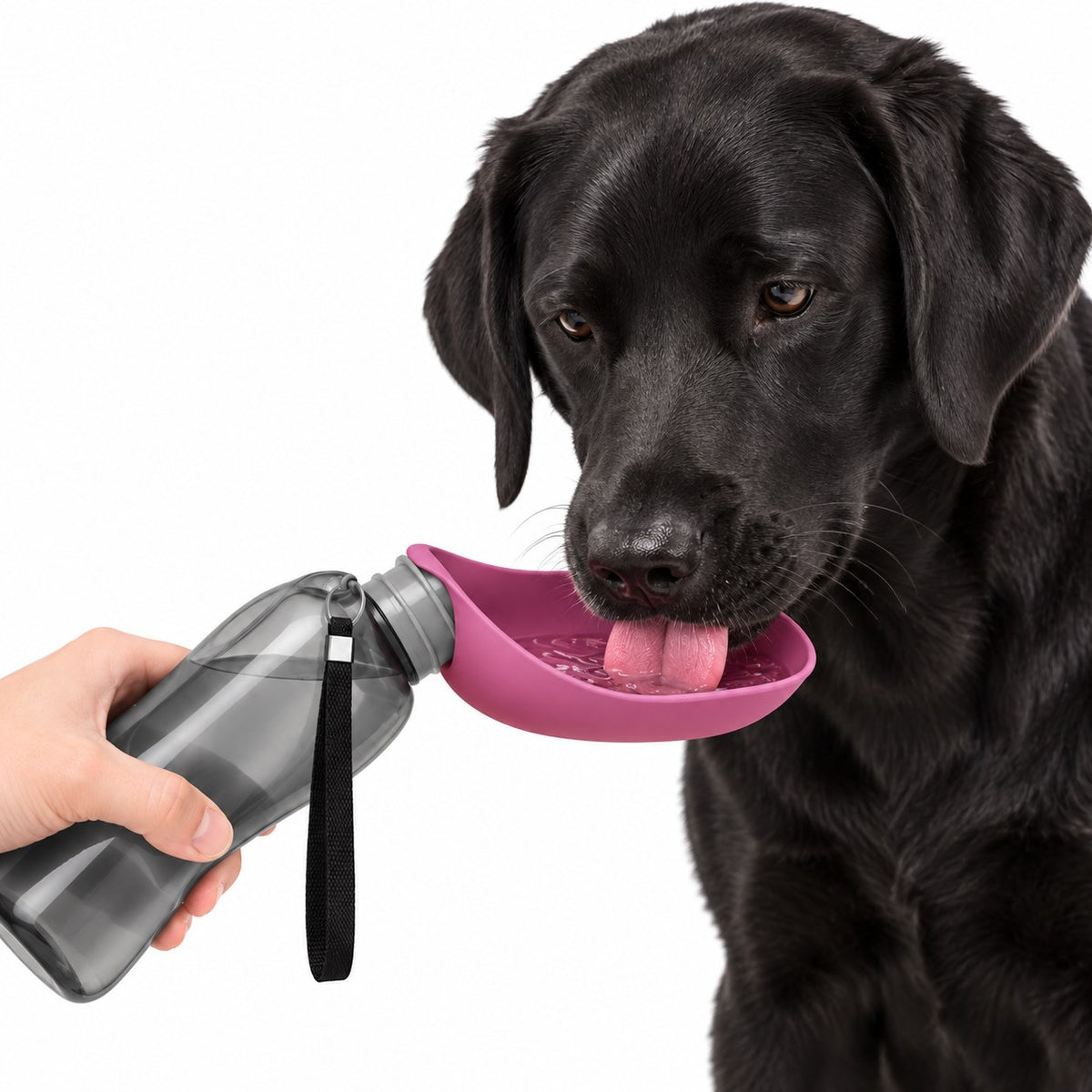 Black Labrador drinking from the pink Dogswite portable water bottle